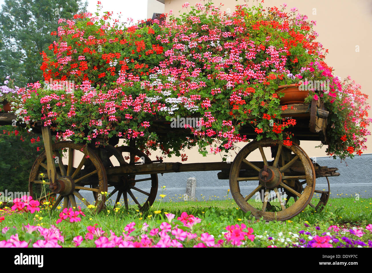Antico carro in legno con molti blooming gerani in estate in montagna Foto Stock