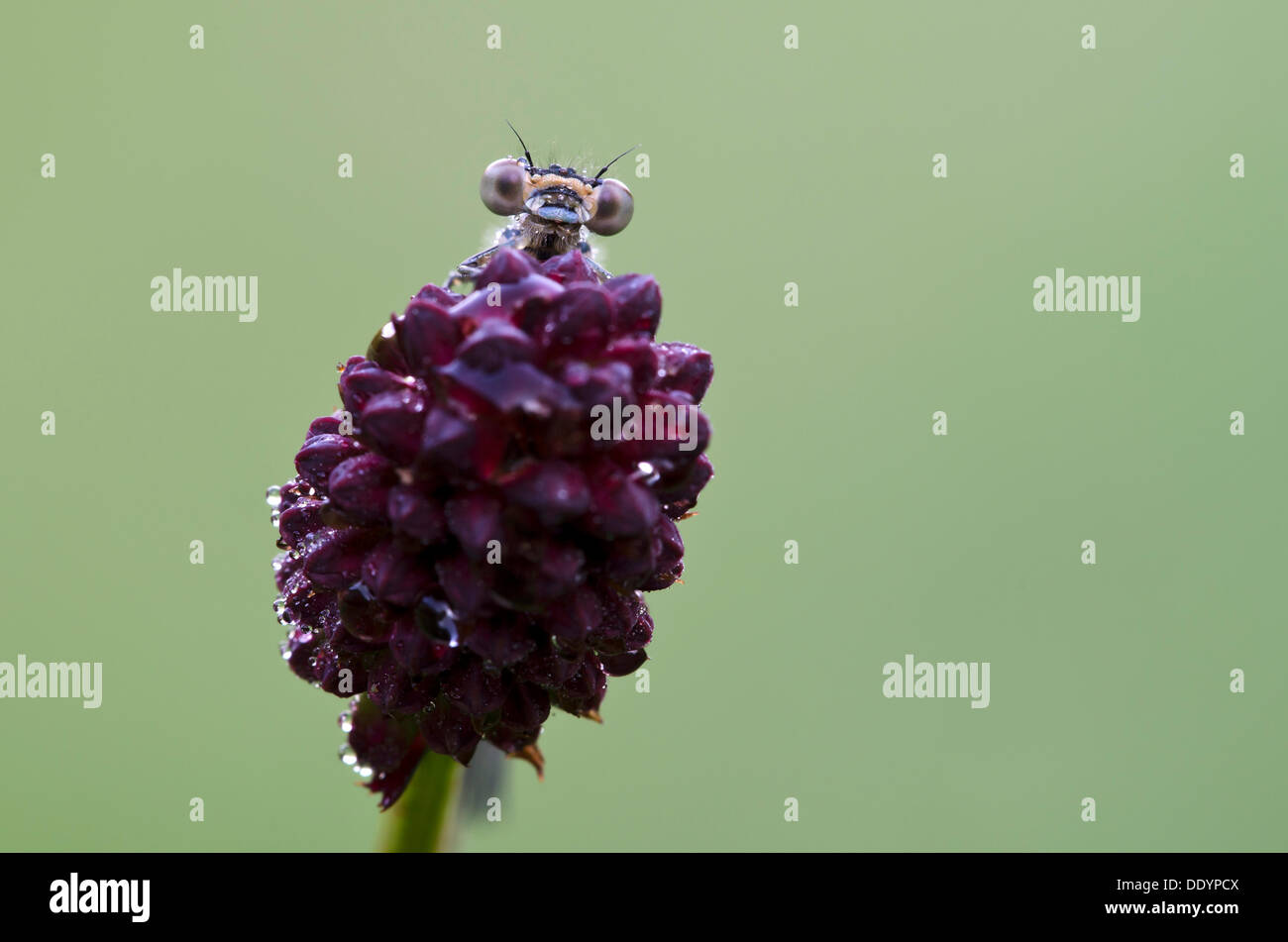 Azure Damselfly (Coenagrion puella), femmina, Filz, Woergl, Tirolo, Austria, Europa Foto Stock