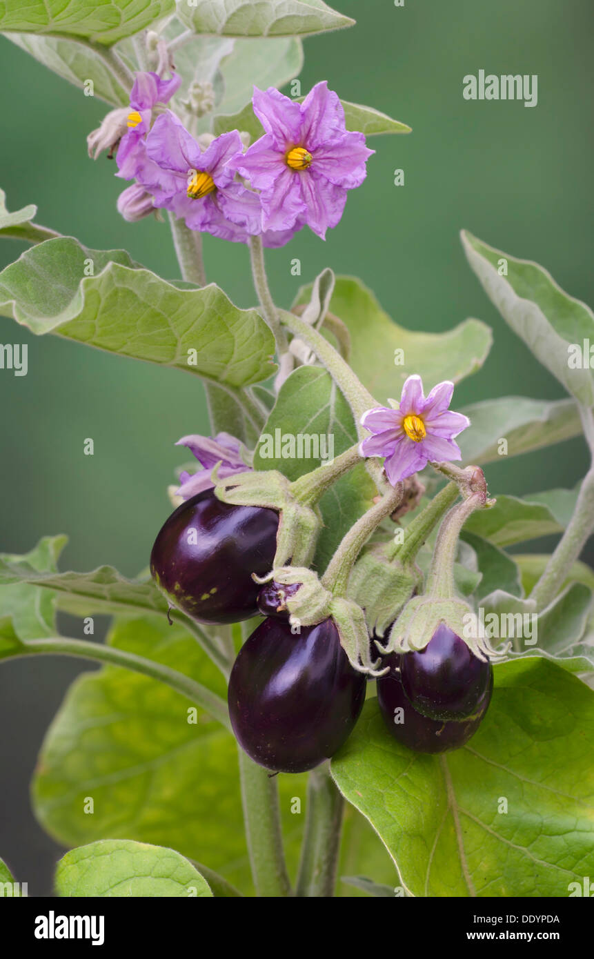 Di melanzana (Solanum melongena), Schwaz, in Tirolo, Austria, Europa Foto Stock