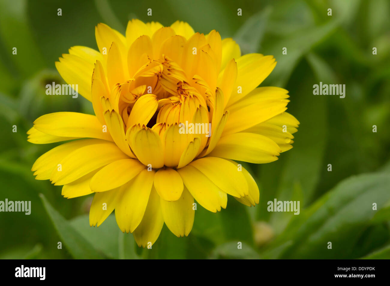 Calendula (calendula officinalis), Schwaz, in Tirolo, Austria, Europa Foto Stock