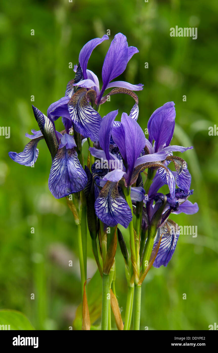 Siberian Iris (Iris sibirica), Woergl, Tirolo, Austria, Europa Foto Stock