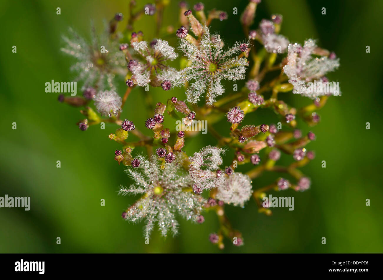Marsh Valeriano (Valeriana dioica), seme head, Filz, Woergl, Tirolo, Austria, Europa Foto Stock