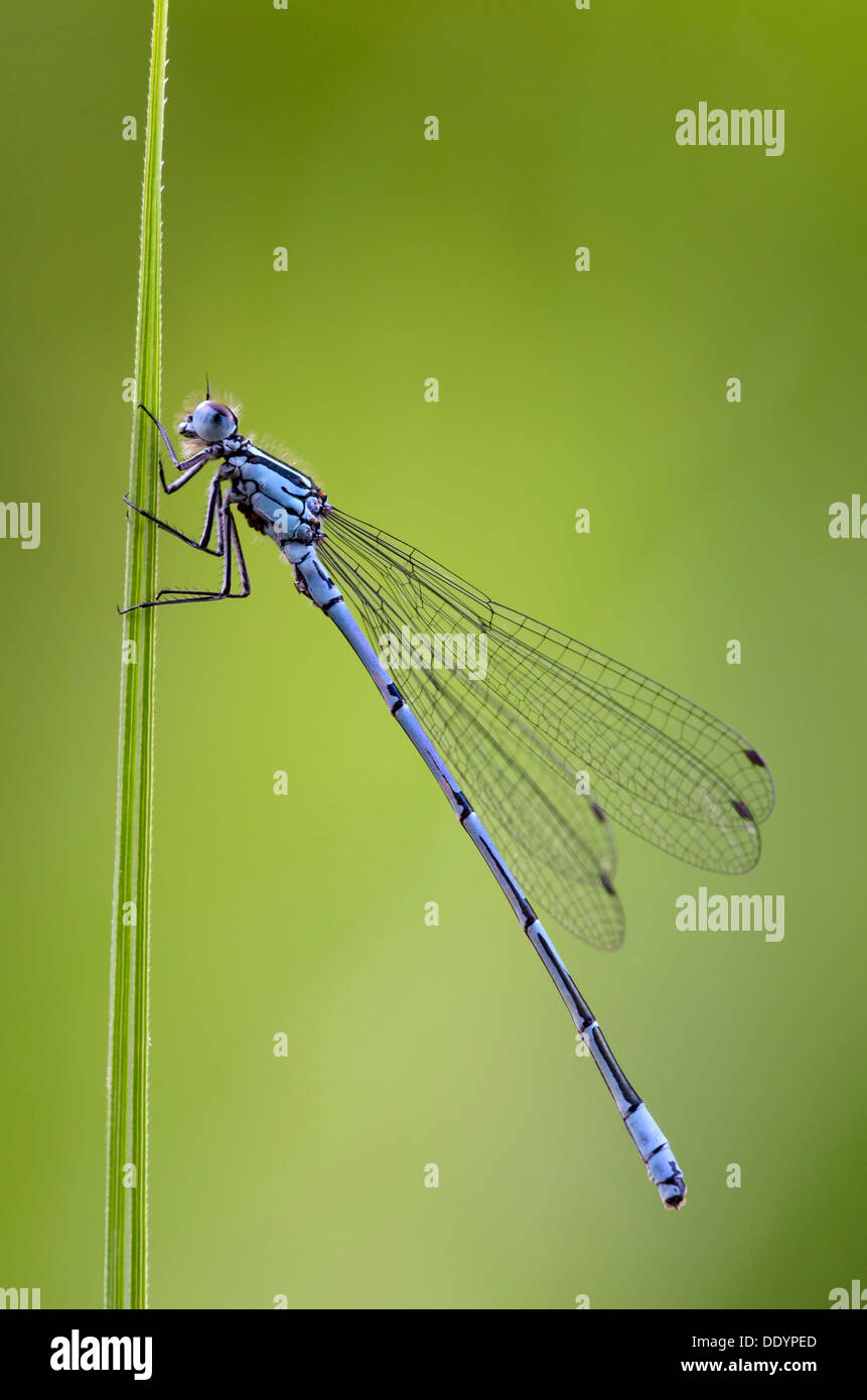 Azure Damselfly (Coenagrion puella), maschio, Schwaz, in Tirolo, Austria, Europa Foto Stock