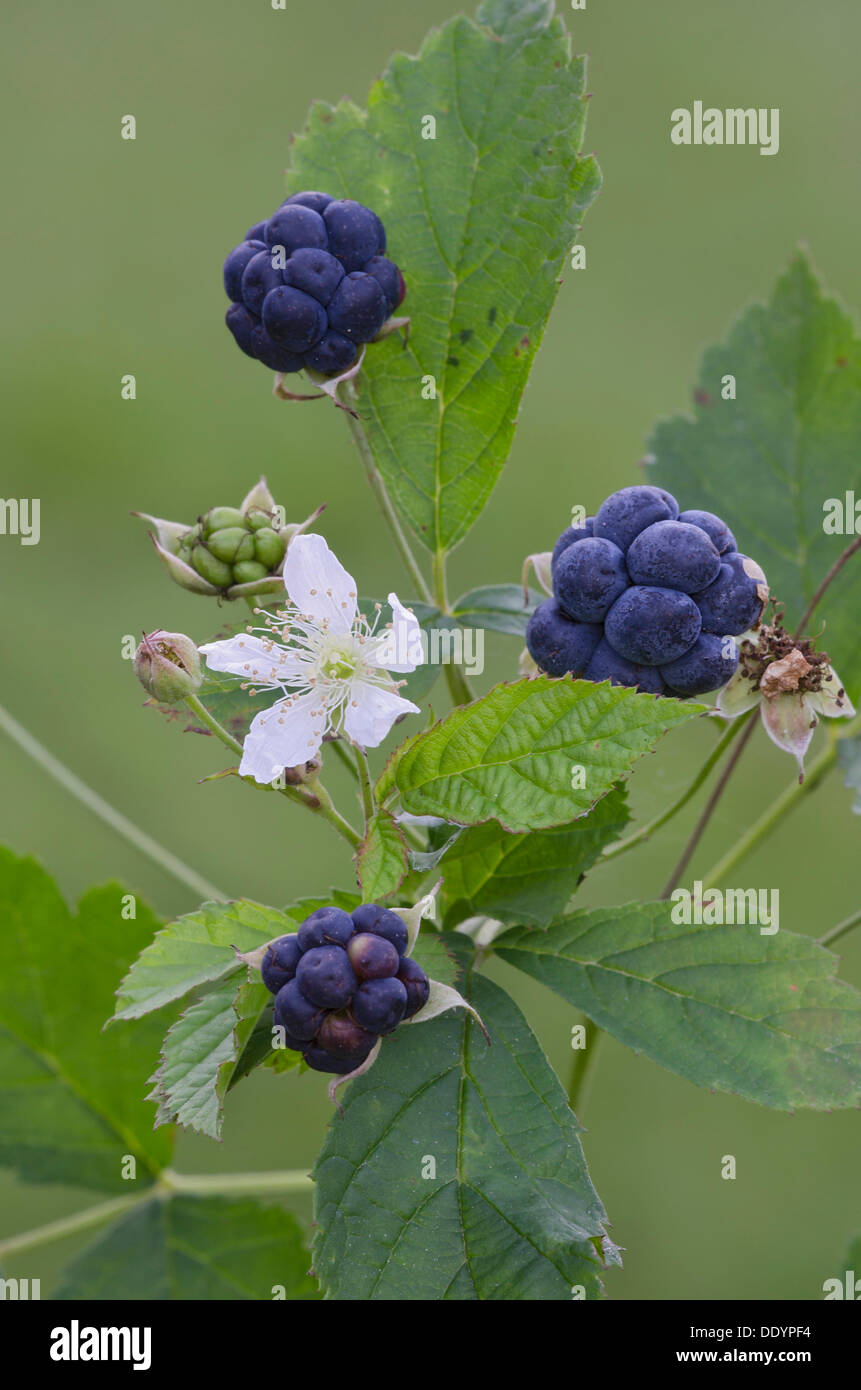 Dewberry europea (Rubus caesius) Foto Stock