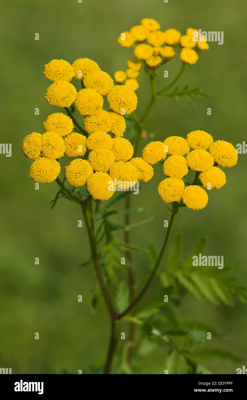 Tansy (Tanacetum vulgare) Foto Stock