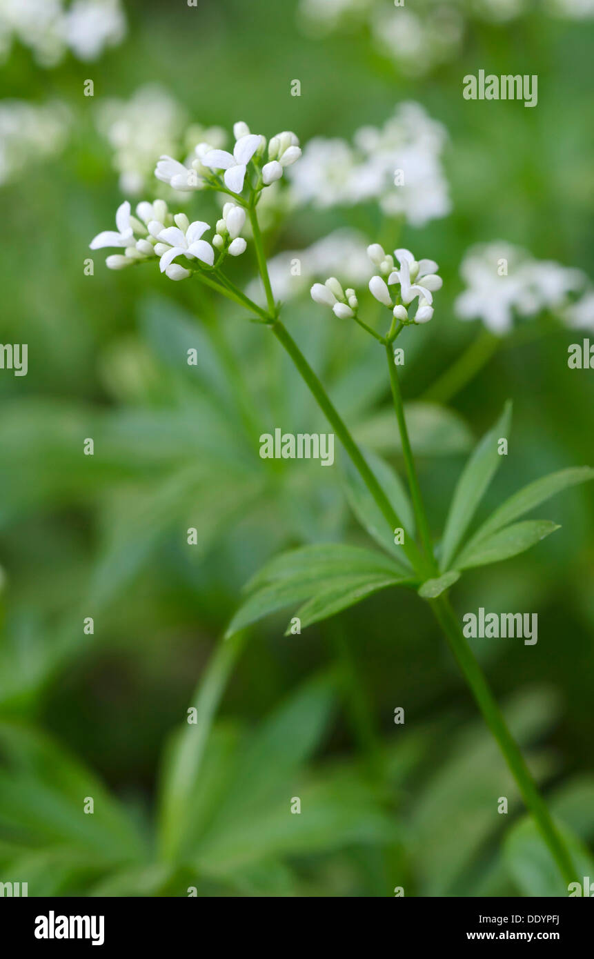 Linguetta a disco (Galium odoratum) Foto Stock
