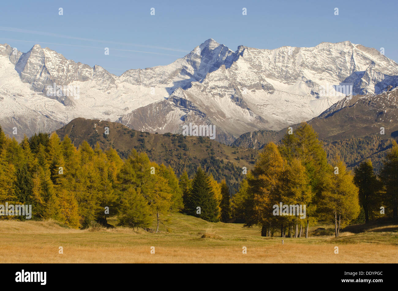 Ai prati di larici di fronte Olperer montagna, Fussstein Mountain e Schrammacher Mountain Foto Stock