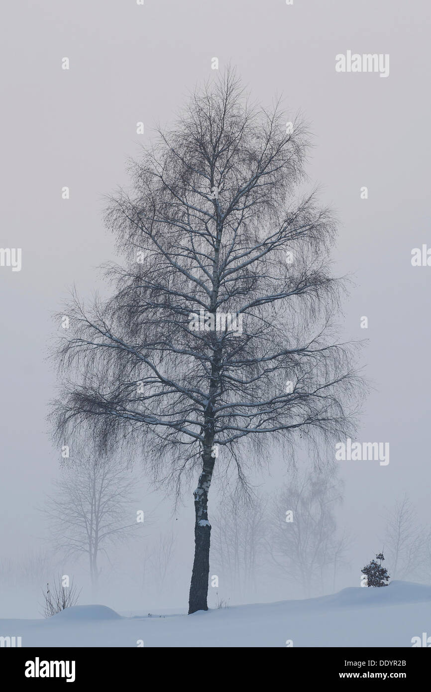 Betulla (Betula) in inverno Foto Stock
