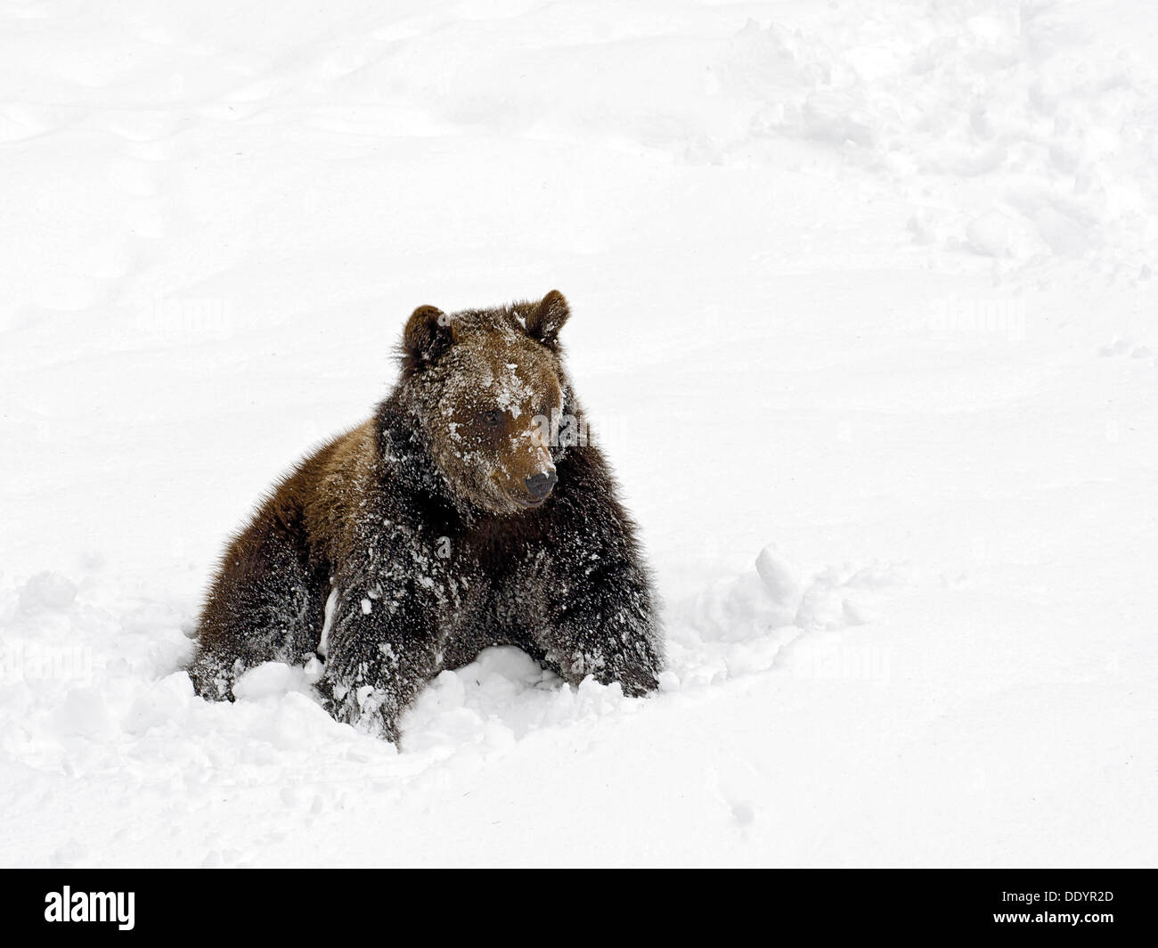 Unione l'orso bruno (Ursus arctos) seduta nella neve Foto Stock