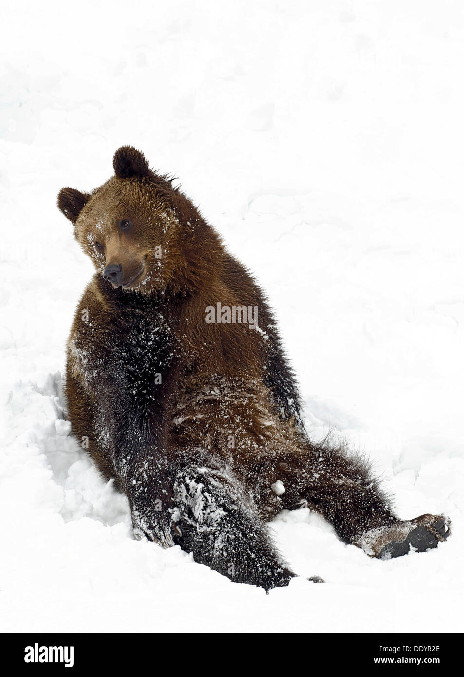 Unione l'orso bruno (Ursus arctos) seduta nella neve Foto Stock