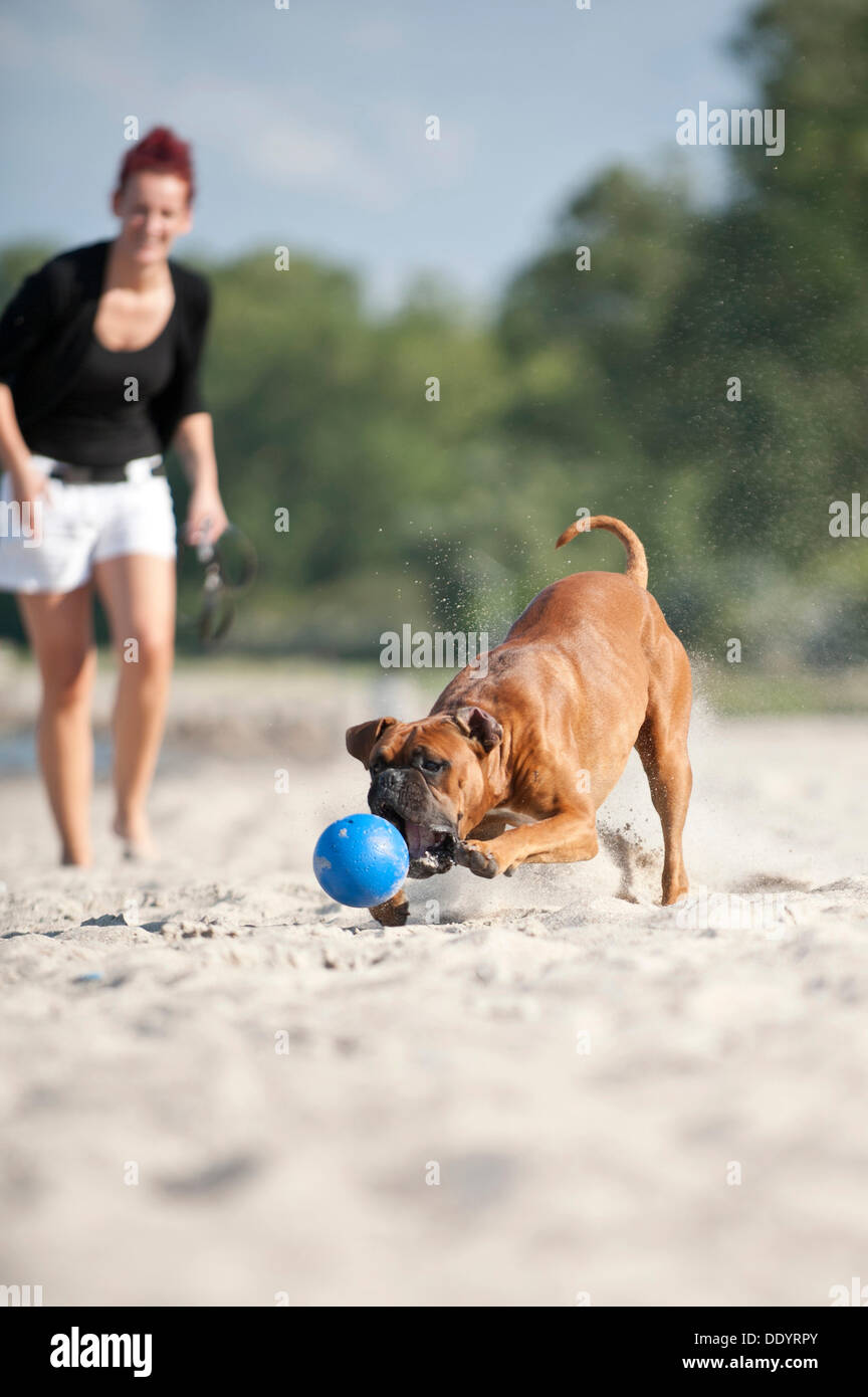 Boxer a giocare con una palla sulla spiaggia, con il proprietario del cane guardando, Mar Baltico, Meclemburgo-Pomerania Occidentale Foto Stock