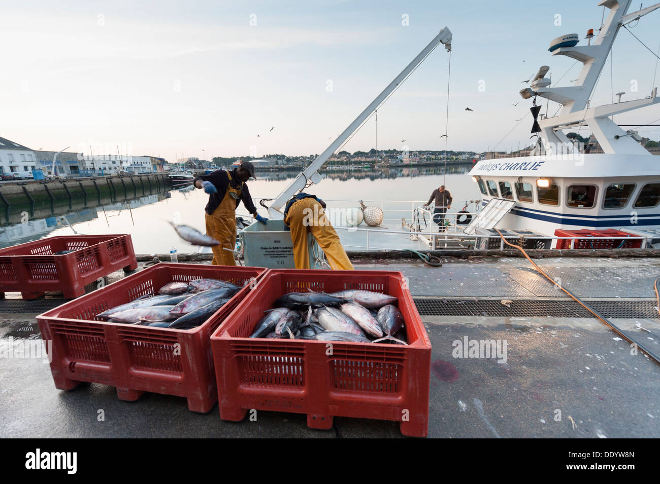 I pescherecci con reti da traino lo scarico di tonno al mercato del pesce e delle aste o banditore a Concarneau Bretagna Francia Foto Stock