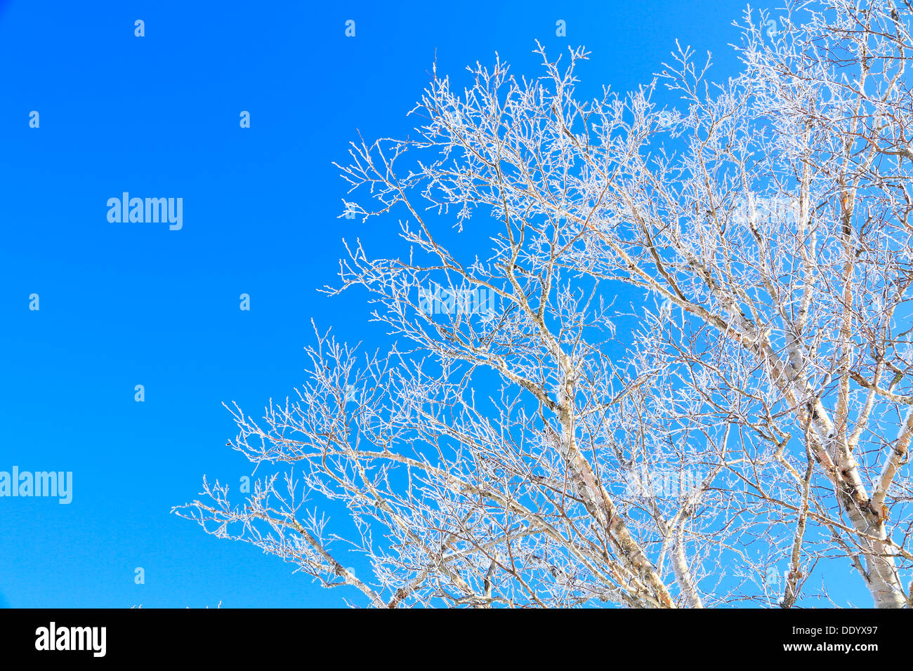 Rimed Betula alberi e cielo, Prefettura di Nagano Foto Stock