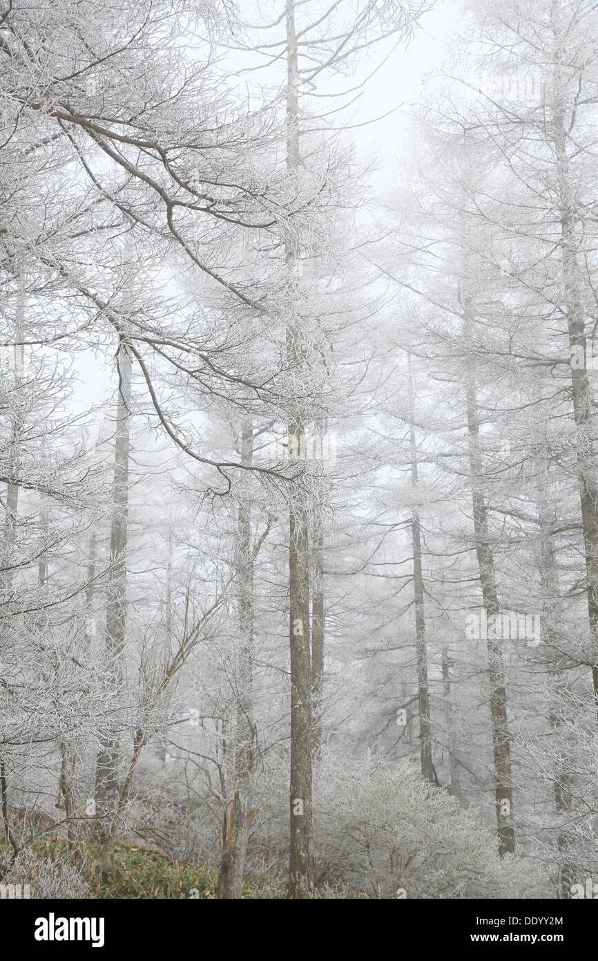 Rimed bosco di larici, Prefettura di Nagano Foto Stock