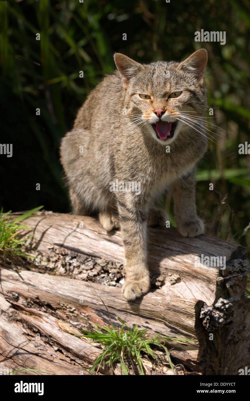 Scottish Wildcat Foto Stock