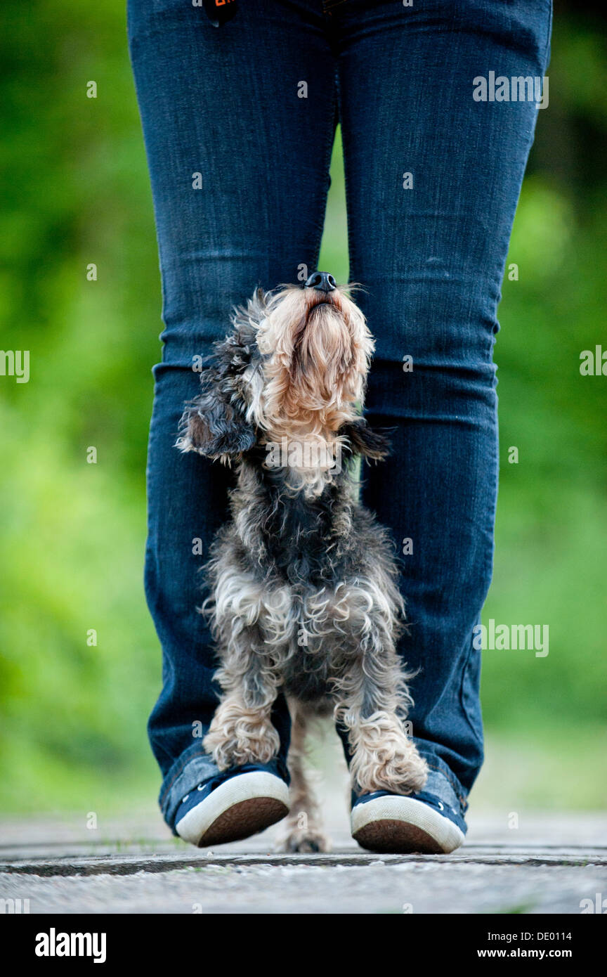 Wire-haired Bassotto in piedi su una donna di piede, cane trucco Foto Stock