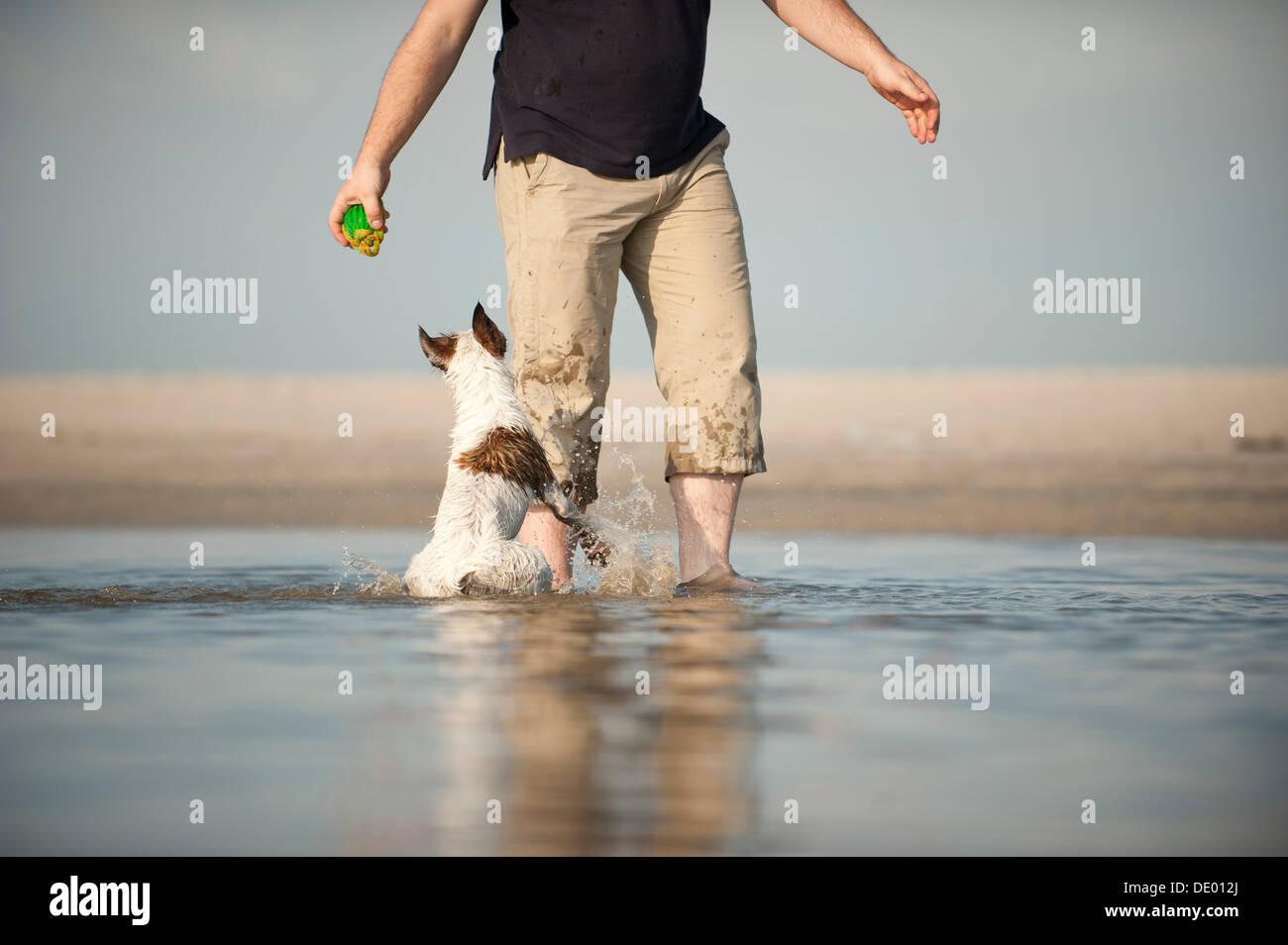 Parson Russell Terrier giocando con il proprietario del cane sulla spiaggia Foto Stock
