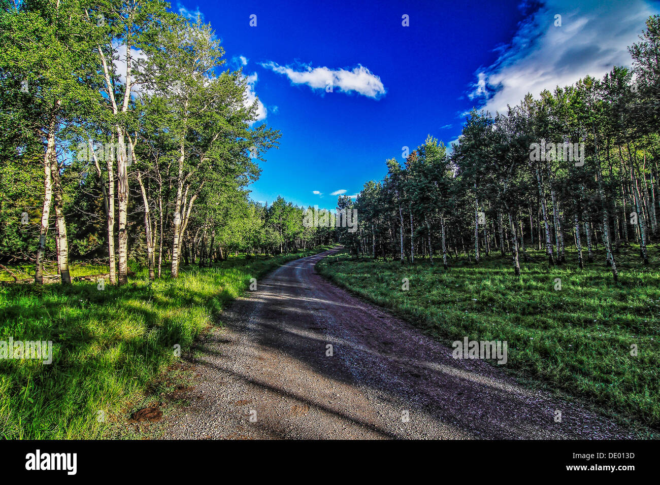Scenic country road attraverso la foresta con un drammatico cielo blu e nuvole bianche. Nitide e vivaci colori del cielo e alberi. Foto Stock