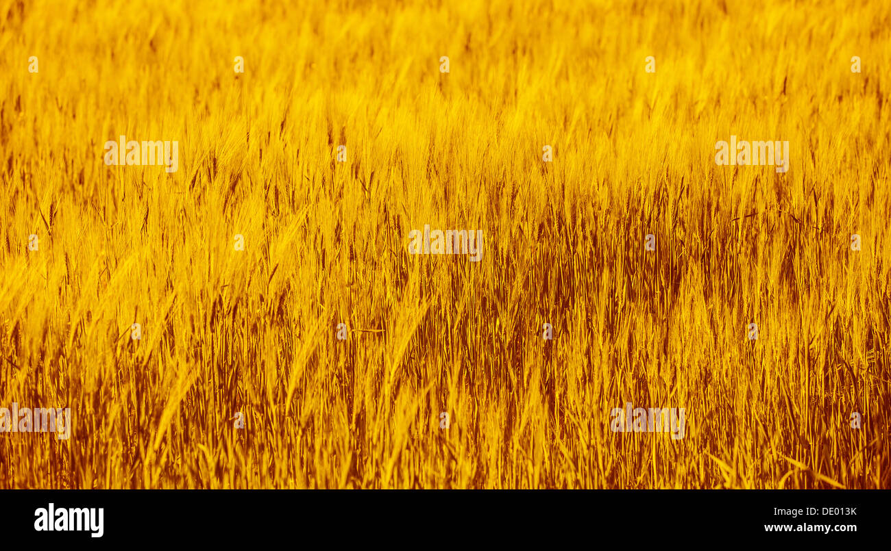 Abstract sfondo naturale, golden dry campo di grano, sfondo agricolo, natura autunnale, industria alimentare, stagione di raccolto Foto Stock
