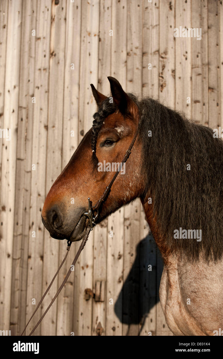 Progetto belga cavallo, ritratto Foto Stock