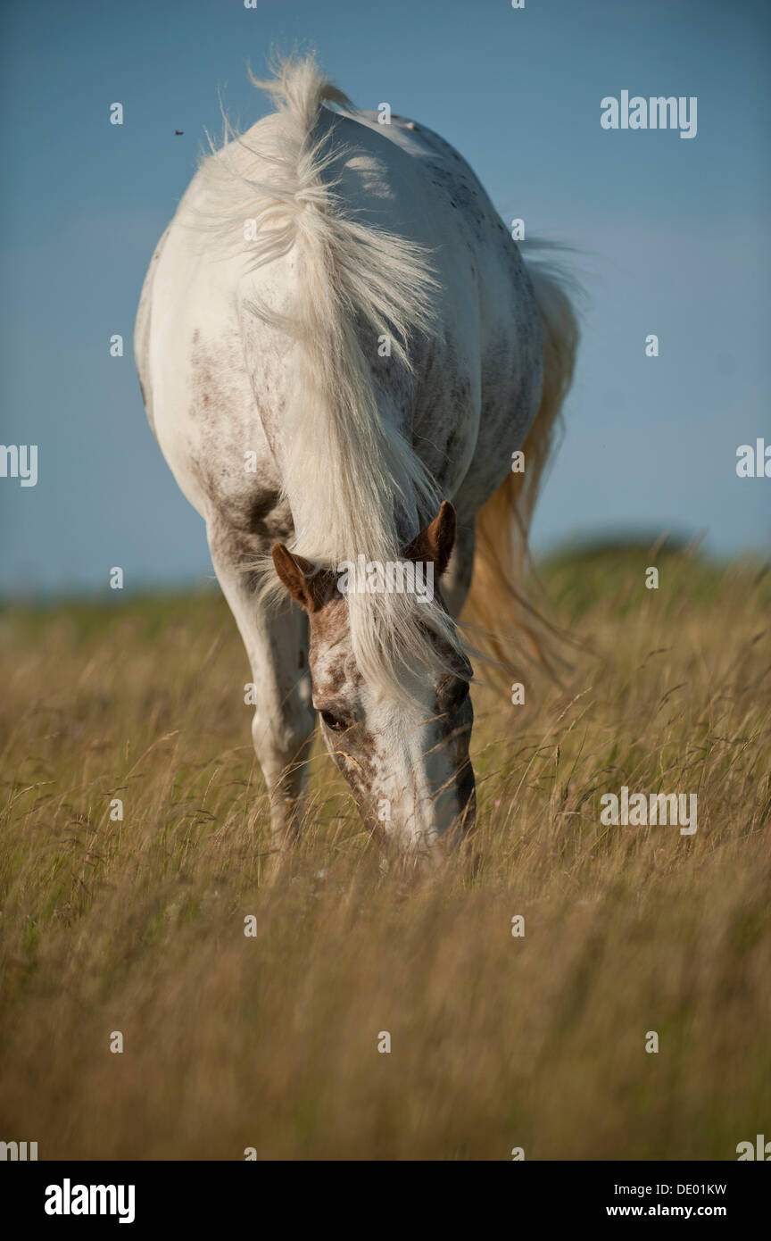 Pony pascolano in un prato Foto Stock