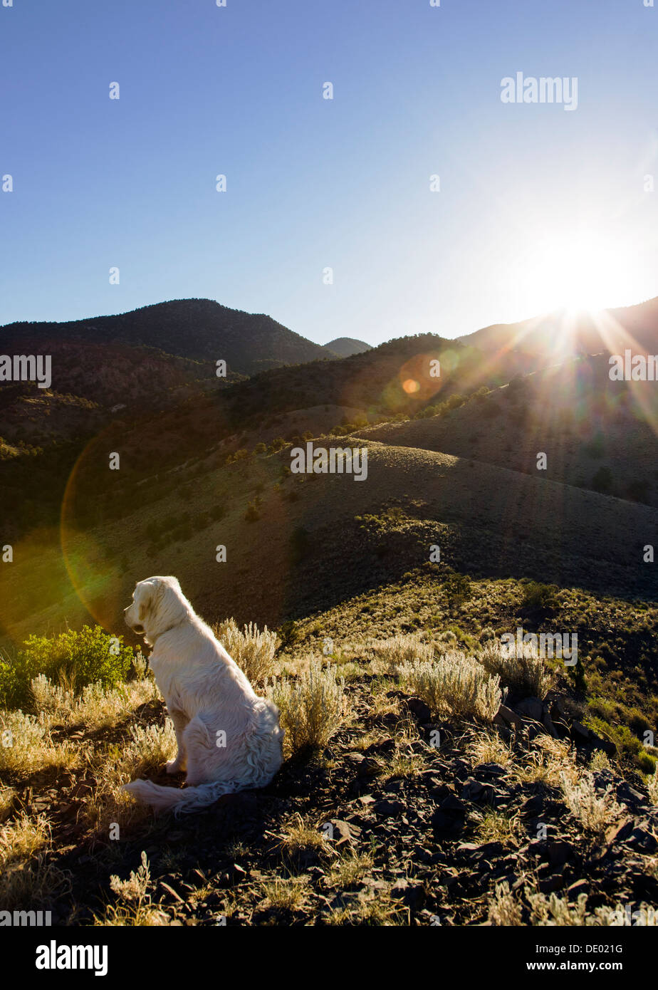 Color platino Golden Retriever di sunrise, sulle colline sopra Salida, Colorado, STATI UNITI D'AMERICA Foto Stock