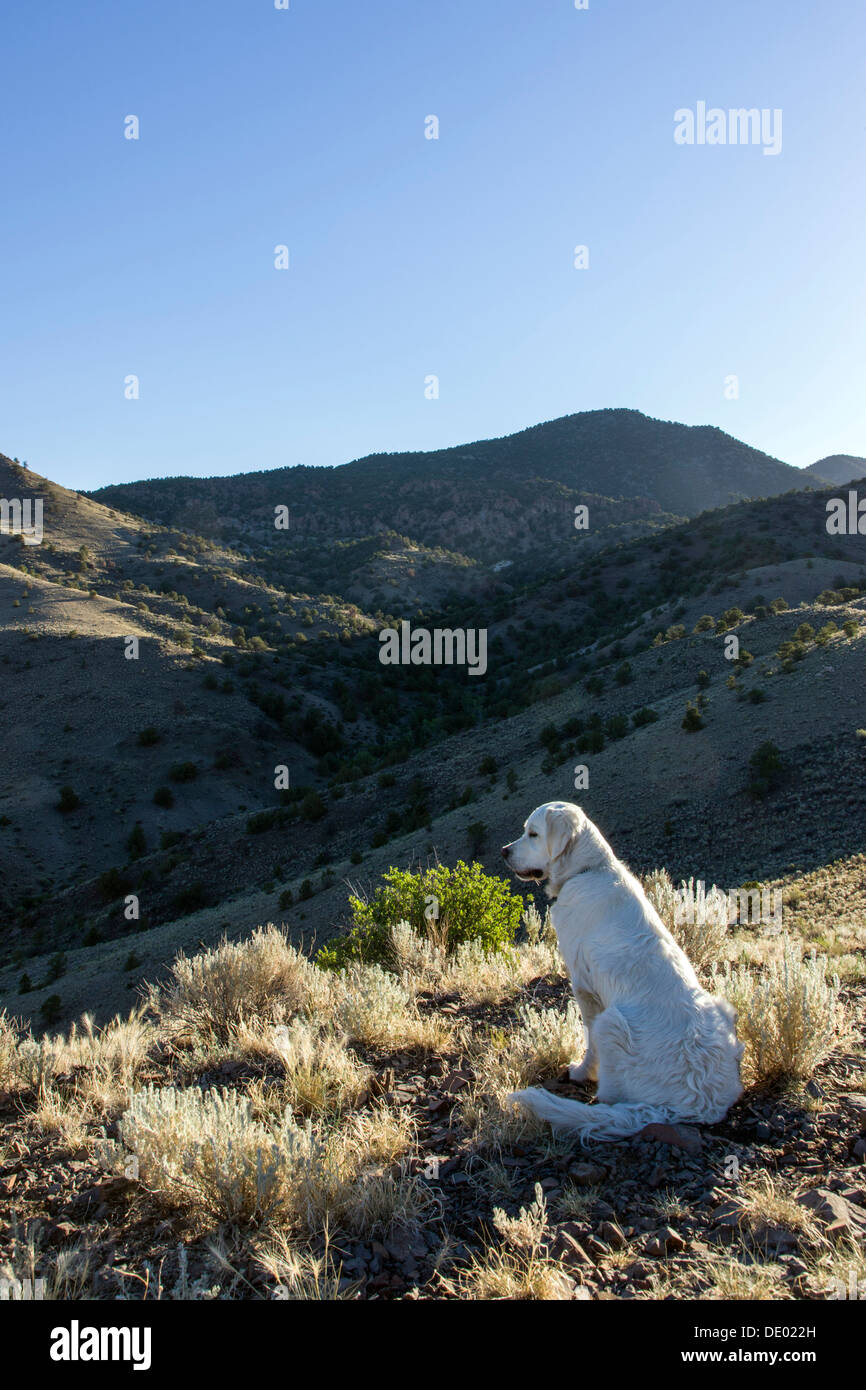 Color platino Golden Retriever di sunrise, sulle colline sopra Salida, Colorado, STATI UNITI D'AMERICA Foto Stock