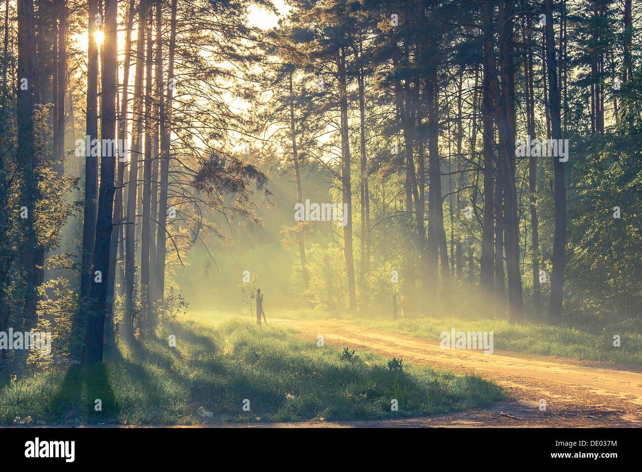 Foresta di sera con il sole e la luce del volume Foto Stock