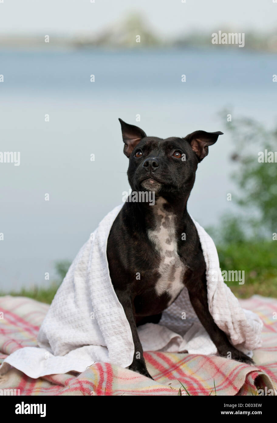 Old English Staffordshire Bull Terrier, dog sitter sul lungolago avvolto in un asciugamano Foto Stock