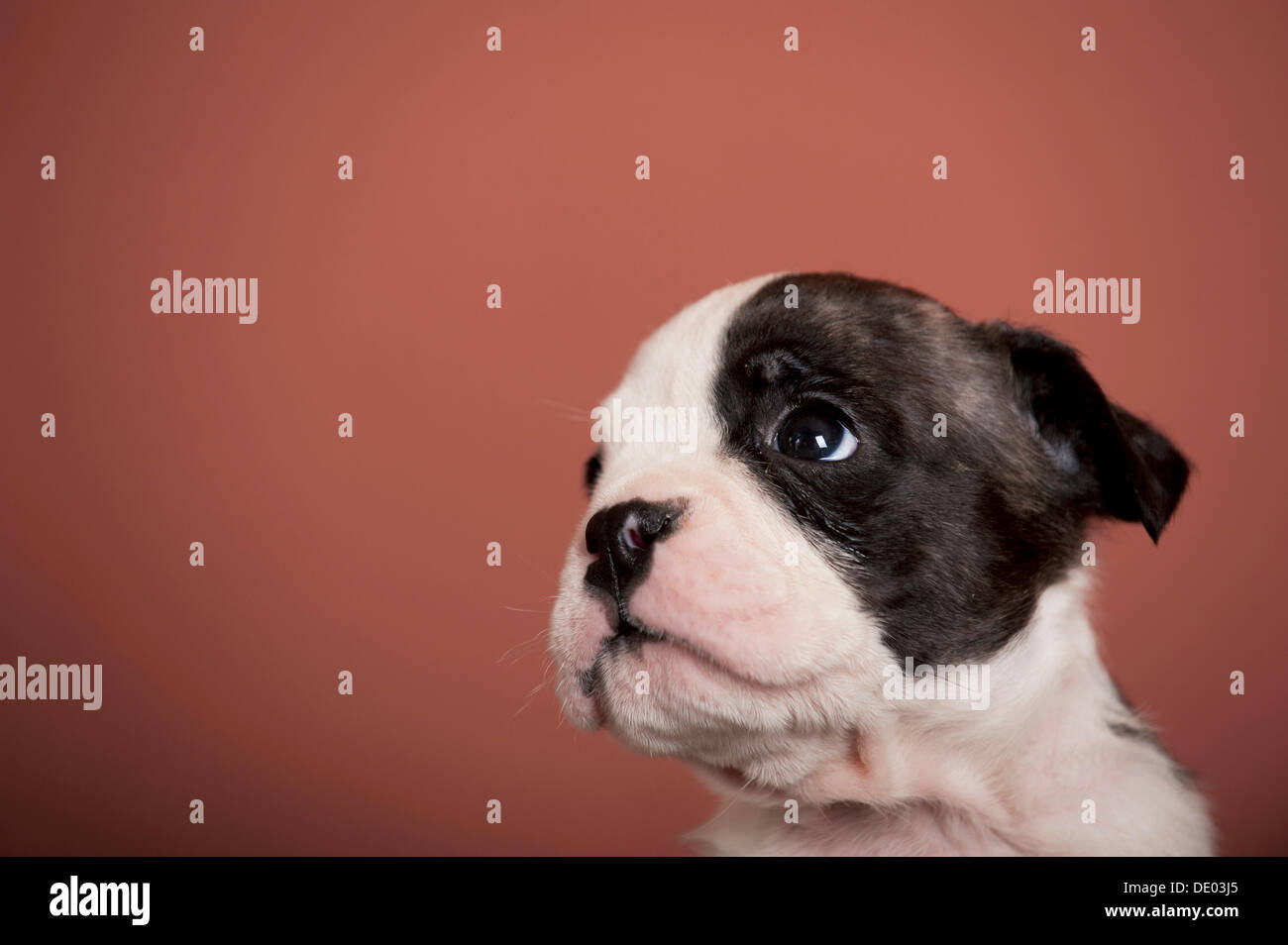 Olde English Bulldog, cucciolo, ritratto Foto Stock