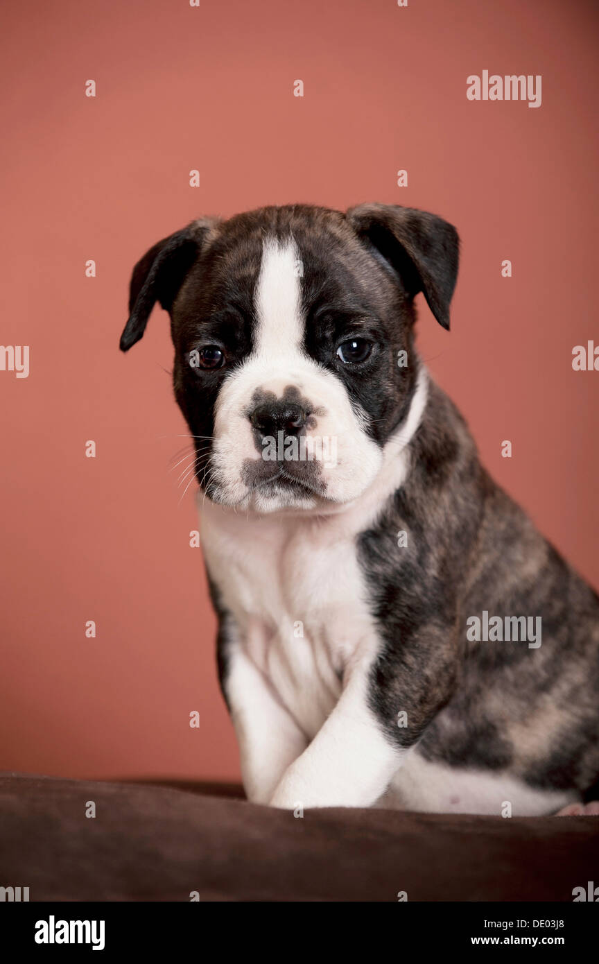 Olde English Bulldog, cucciolo seduta Foto Stock
