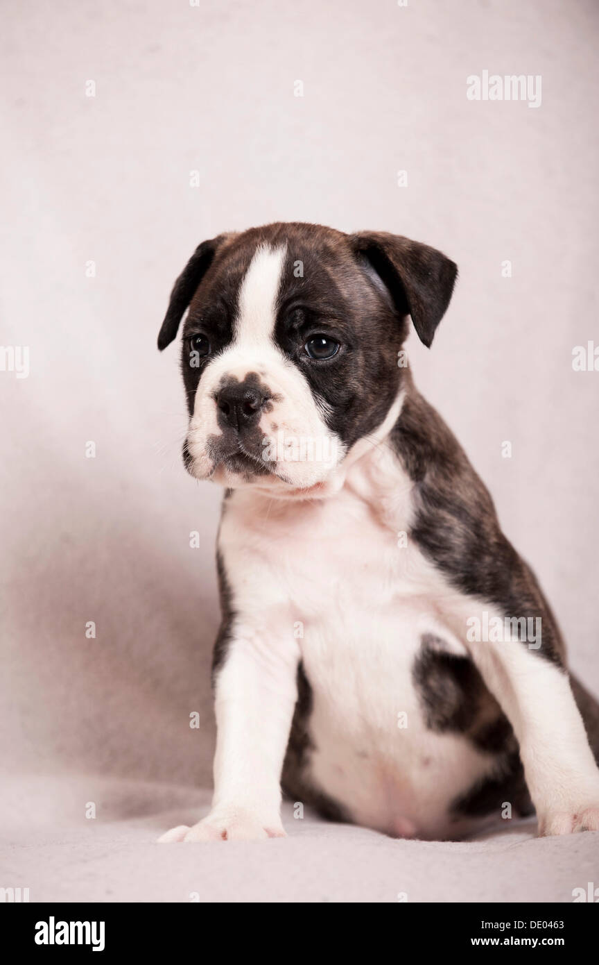 Olde English Bulldog, cucciolo seduta Foto Stock