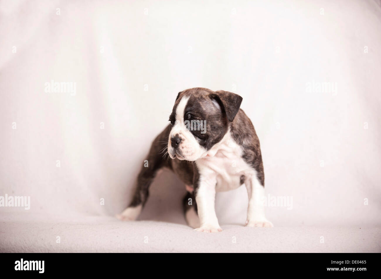 Olde English Bulldog, cucciolo in piedi Foto Stock