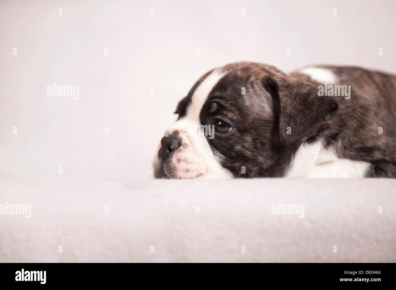Olde English Bulldog, cucciolo sdraiato Foto Stock