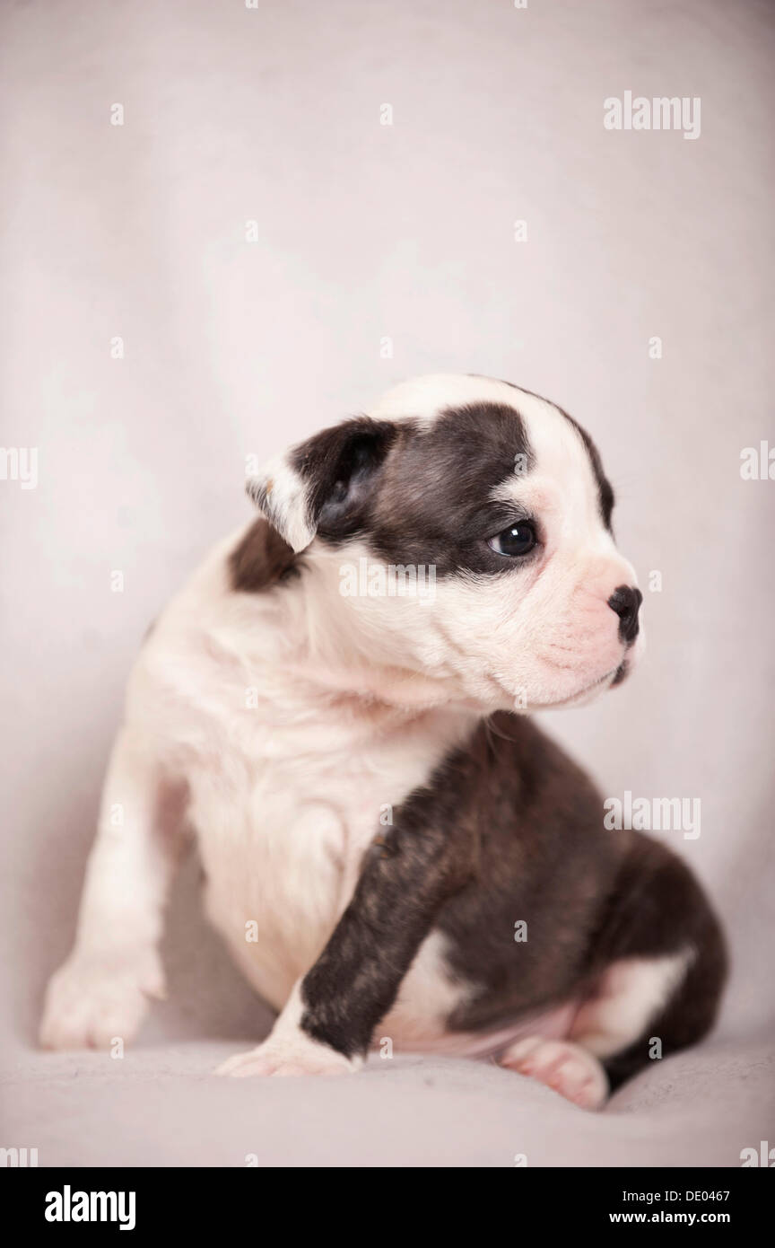 Olde English Bulldog, cucciolo seduta Foto Stock
