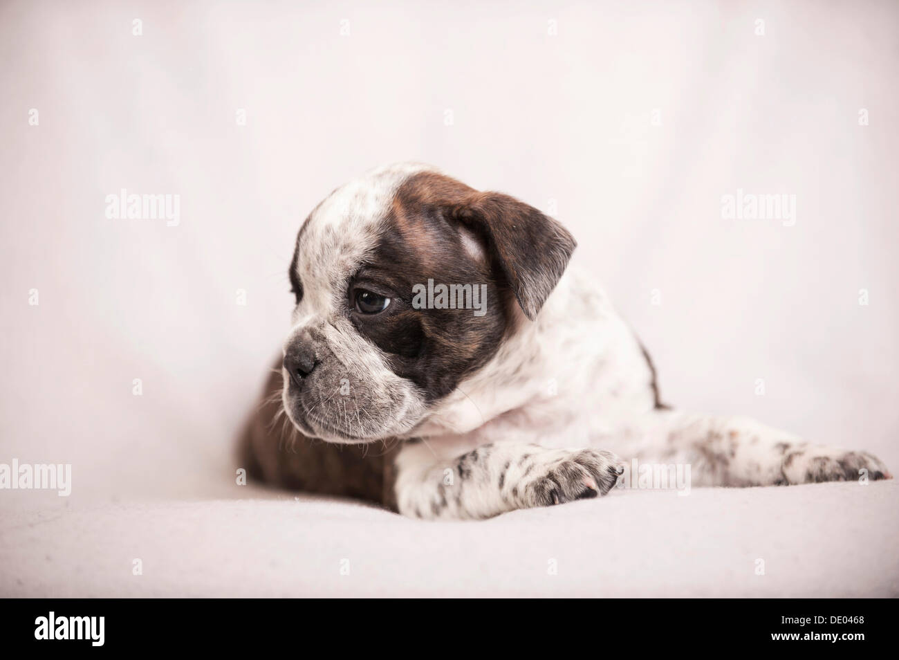 Olde English Bulldog, cucciolo sdraiato Foto Stock