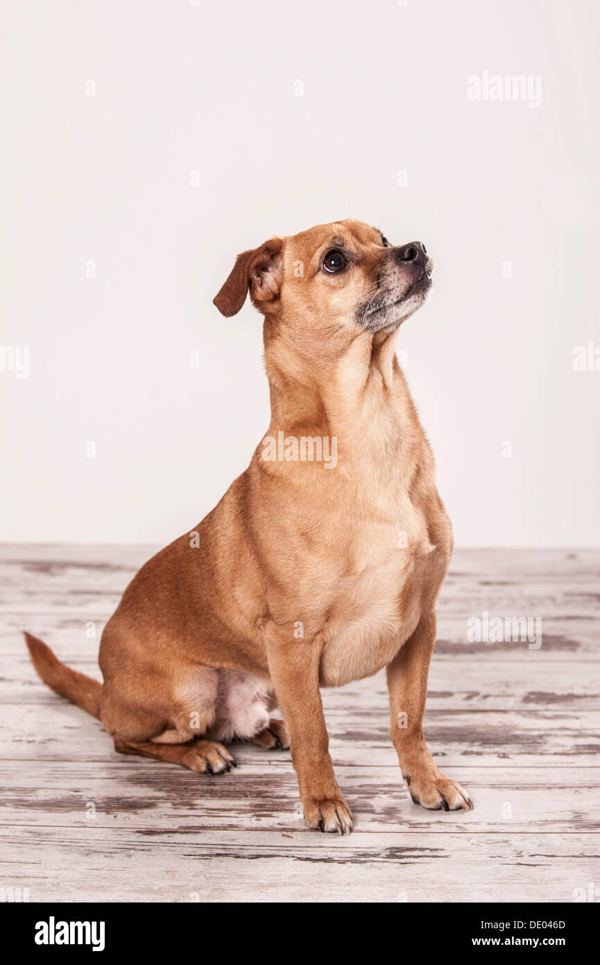 Seduto mista piccola razza di cane Foto Stock