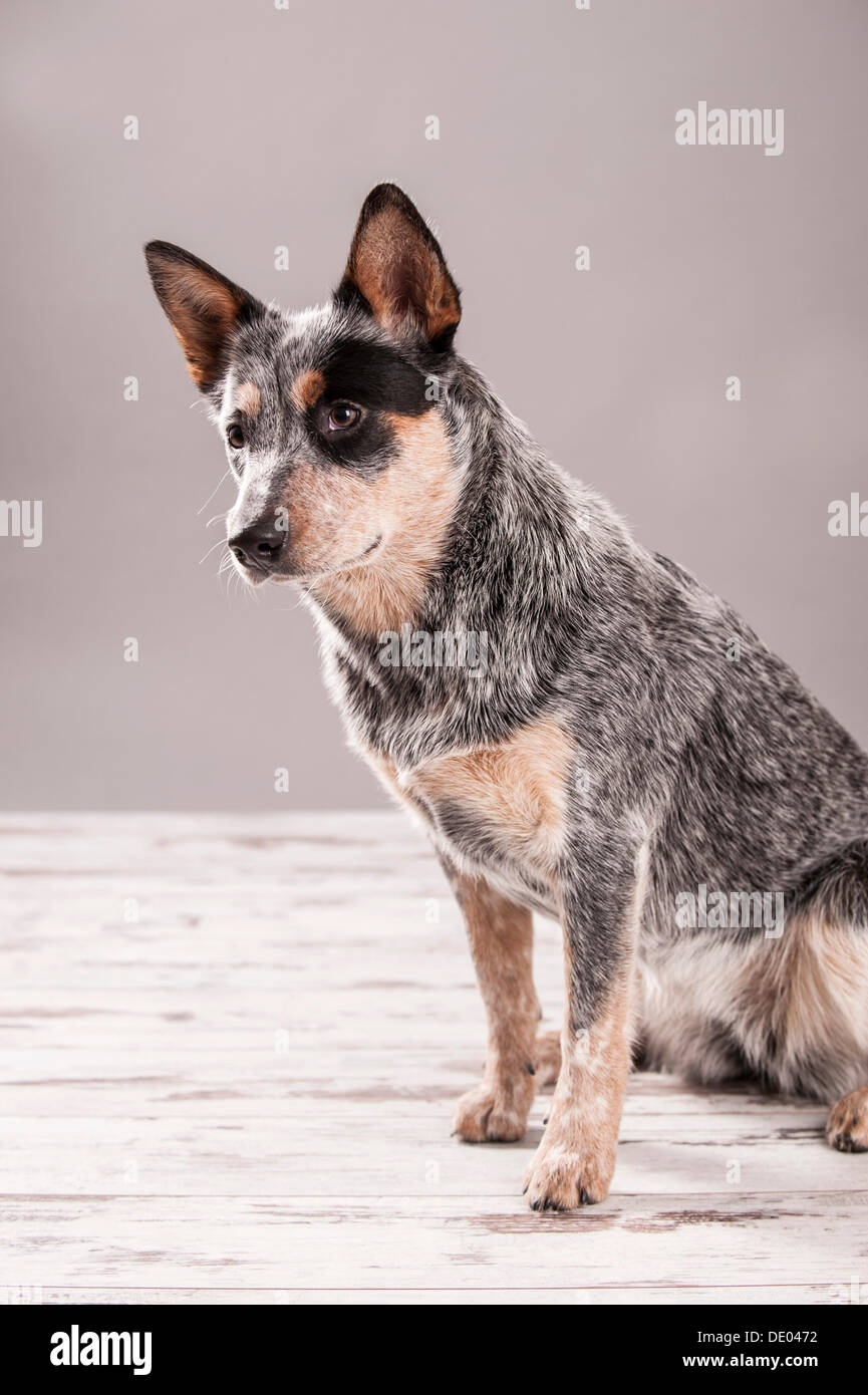 Udienza Miniature pinscher, giovane cane Foto Stock