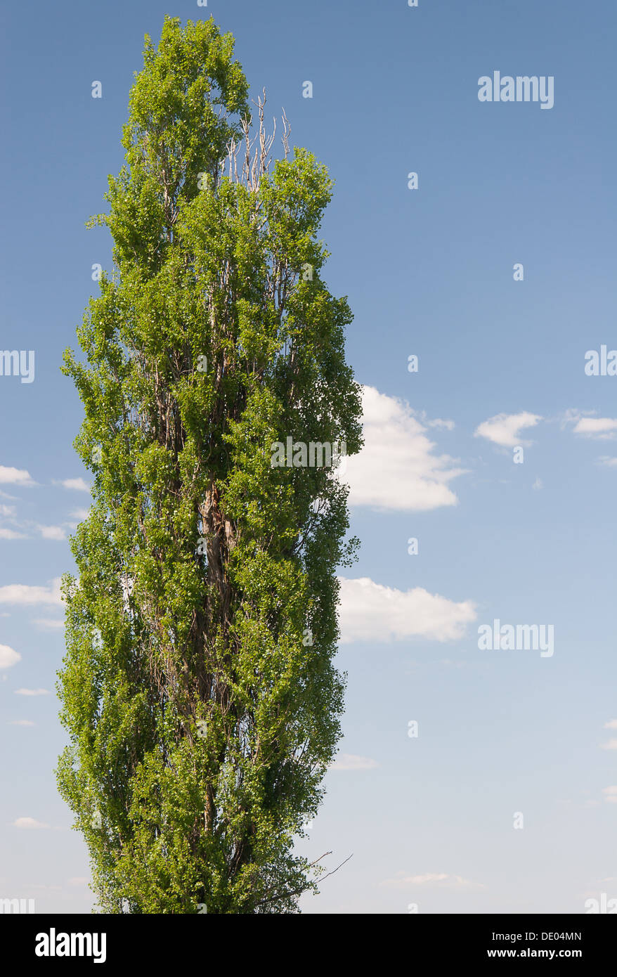 Paesaggio estivo con campo in erba Foto Stock