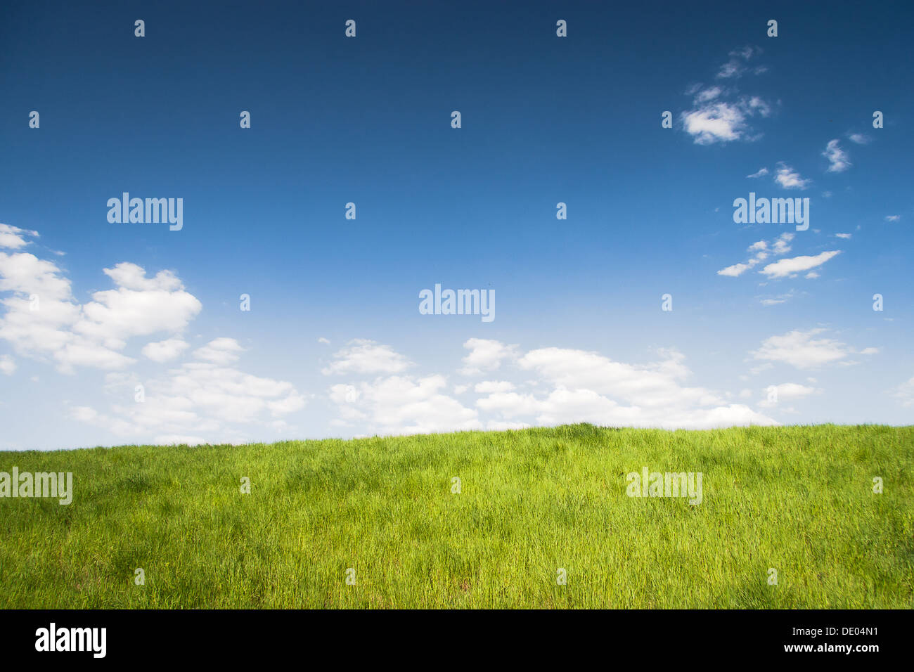 Paesaggio estivo con campo in erba Foto Stock