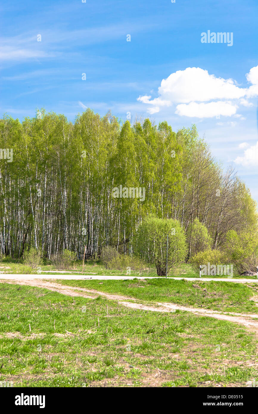 Paesaggio estivo con campo in erba Foto Stock