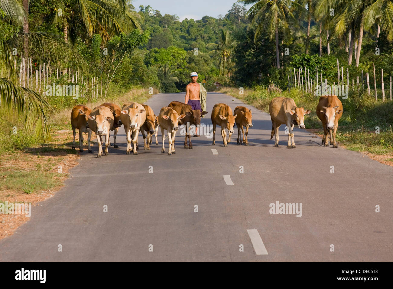 Cowhard portando le mucche a casa la sera su una strada, un'isola di Phu Quoc, Vietnam, Asia sud-orientale, Asia Foto Stock