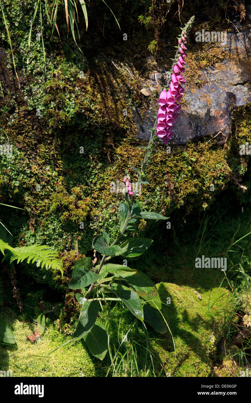 Una rosa foxglove o Digitalis (Digitalis purpurea) vicino al al Powerscourt cascate nella contea di Wicklow, Irlanda Foto Stock