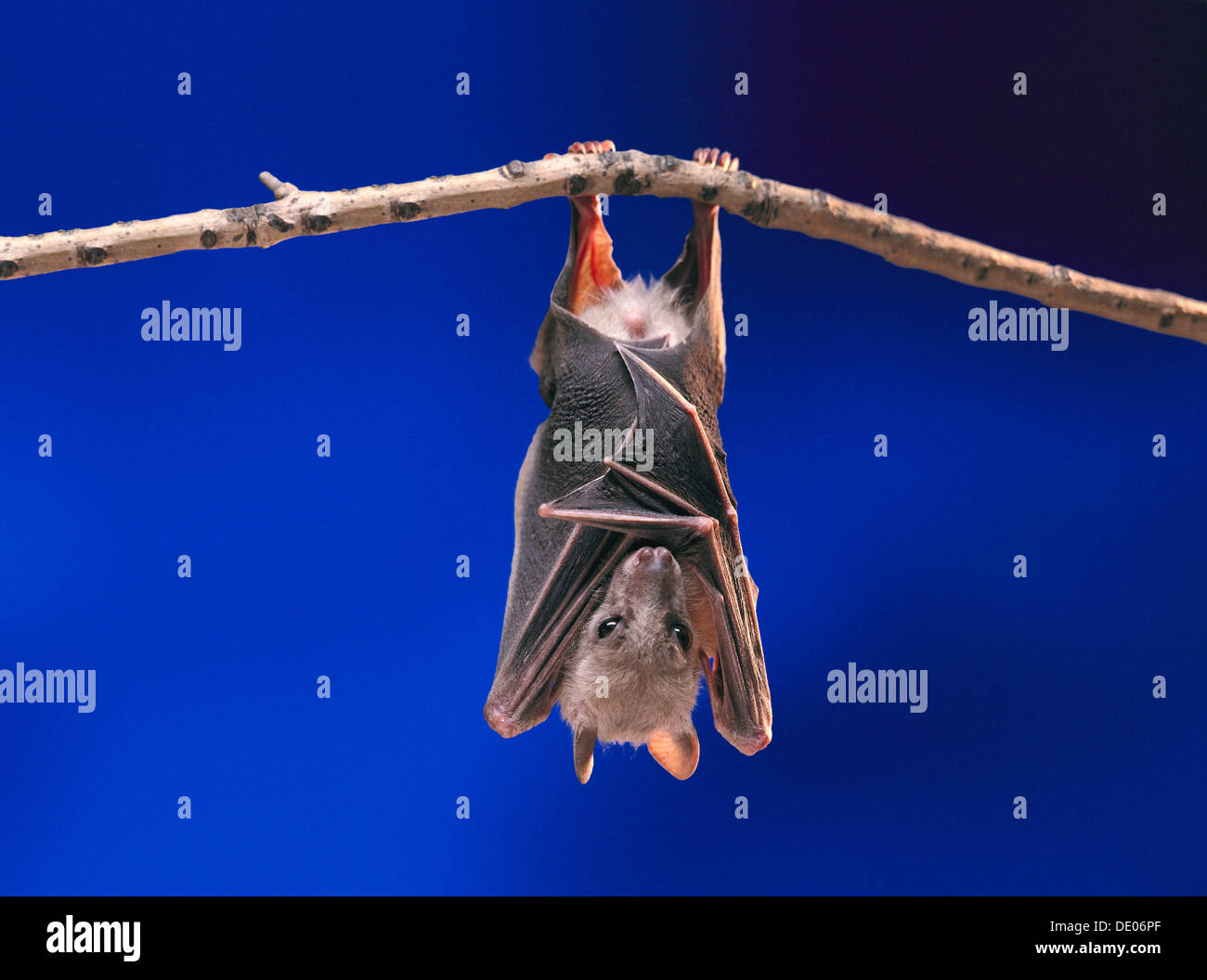 Frutto Bat o Flying Fox (Pteropus medius) appoggiata da appeso a testa in giù su un ramo Foto Stock