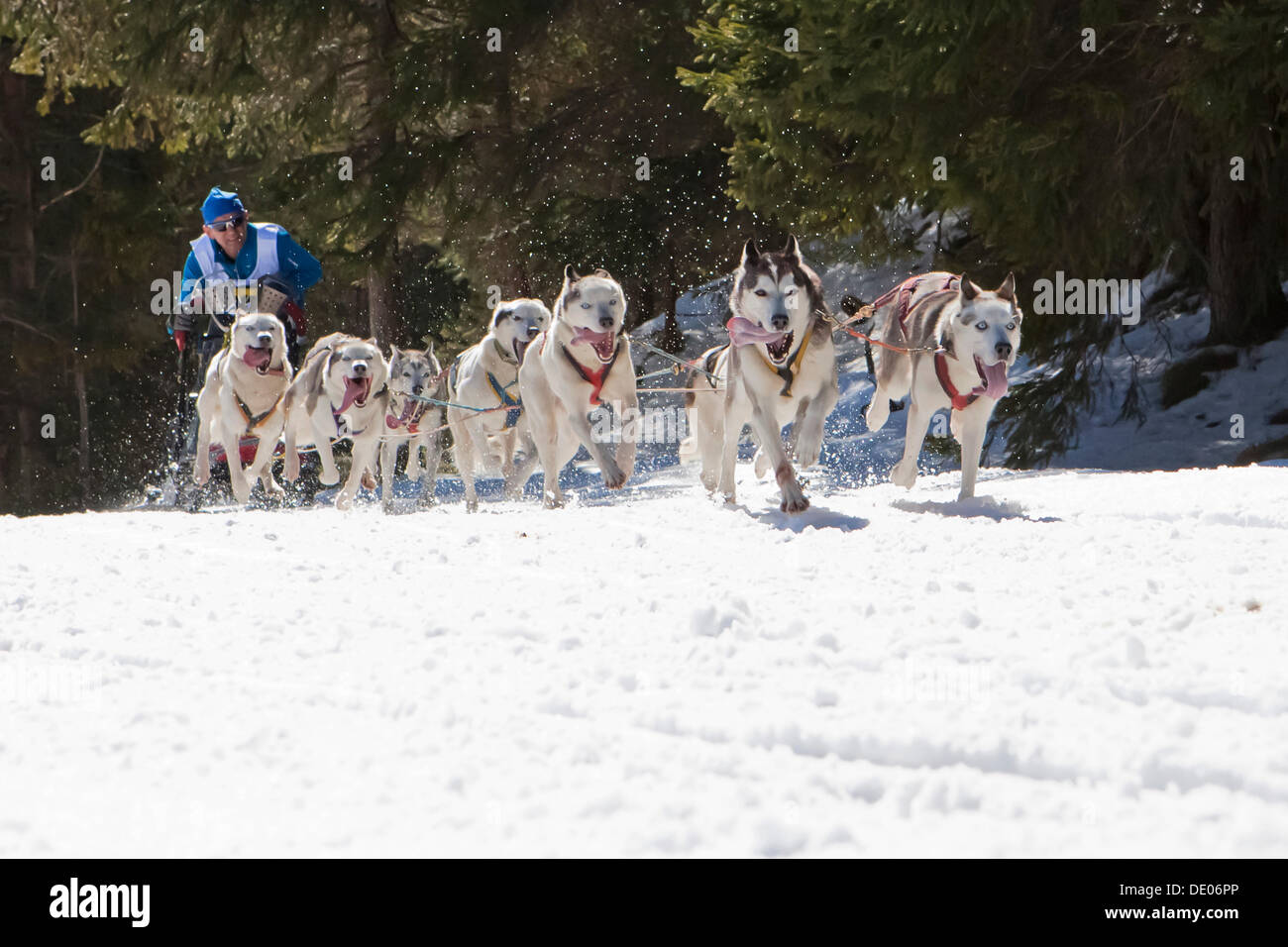 Cani da slitta o slitta trainata da cani, cani da slitta in esecuzione attraverso una foresta, in inverno Foto Stock