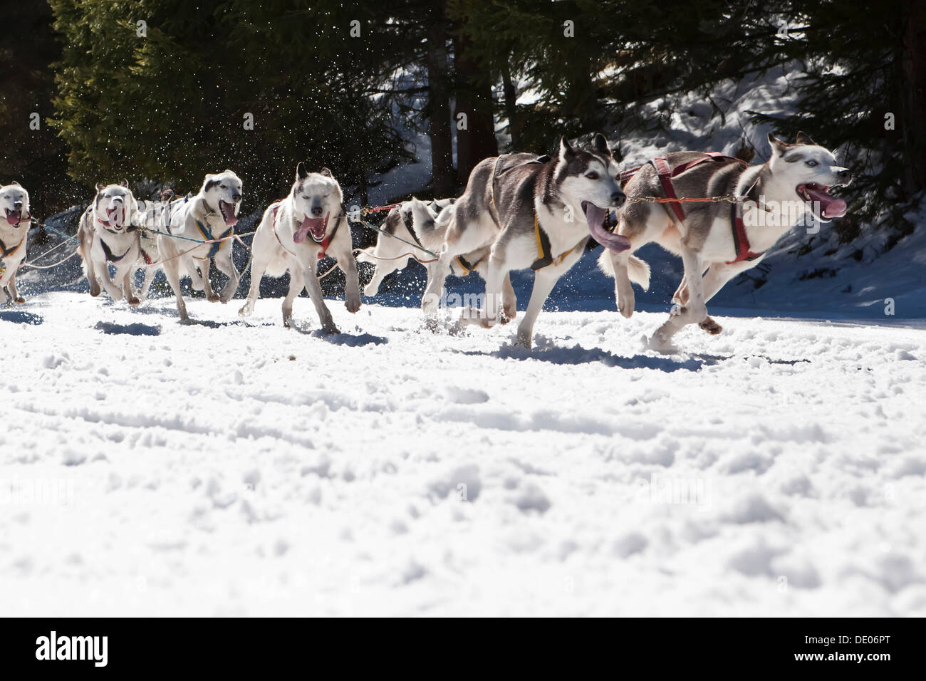 Cani da slitta o slitta trainata da cani, cani da slitta in esecuzione attraverso una foresta, in inverno Foto Stock