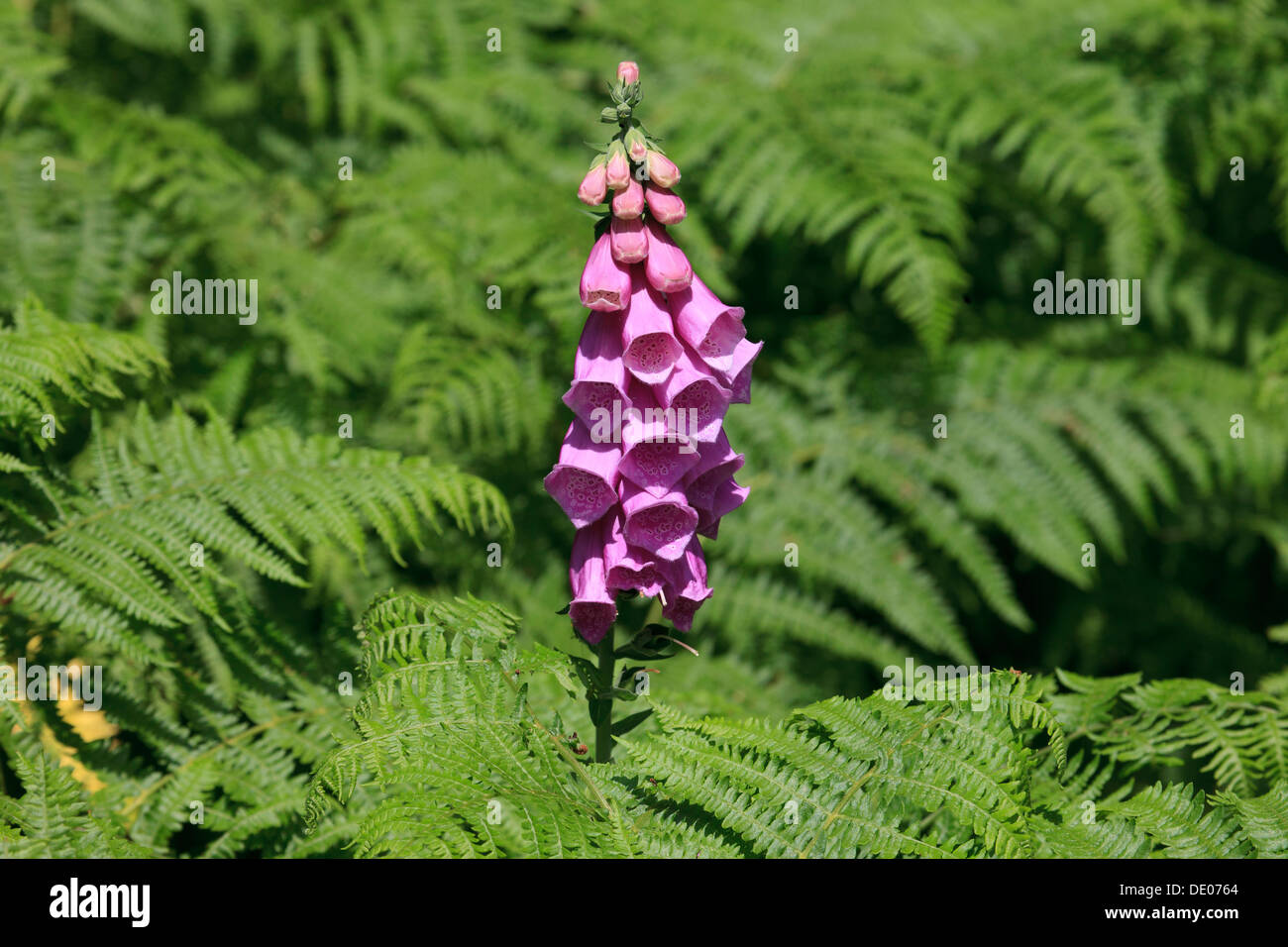 Una rosa foxglove o Digitalis (Digitalis purpurea) vicino al al Powerscourt cascate nella contea di Wicklow, Irlanda Foto Stock