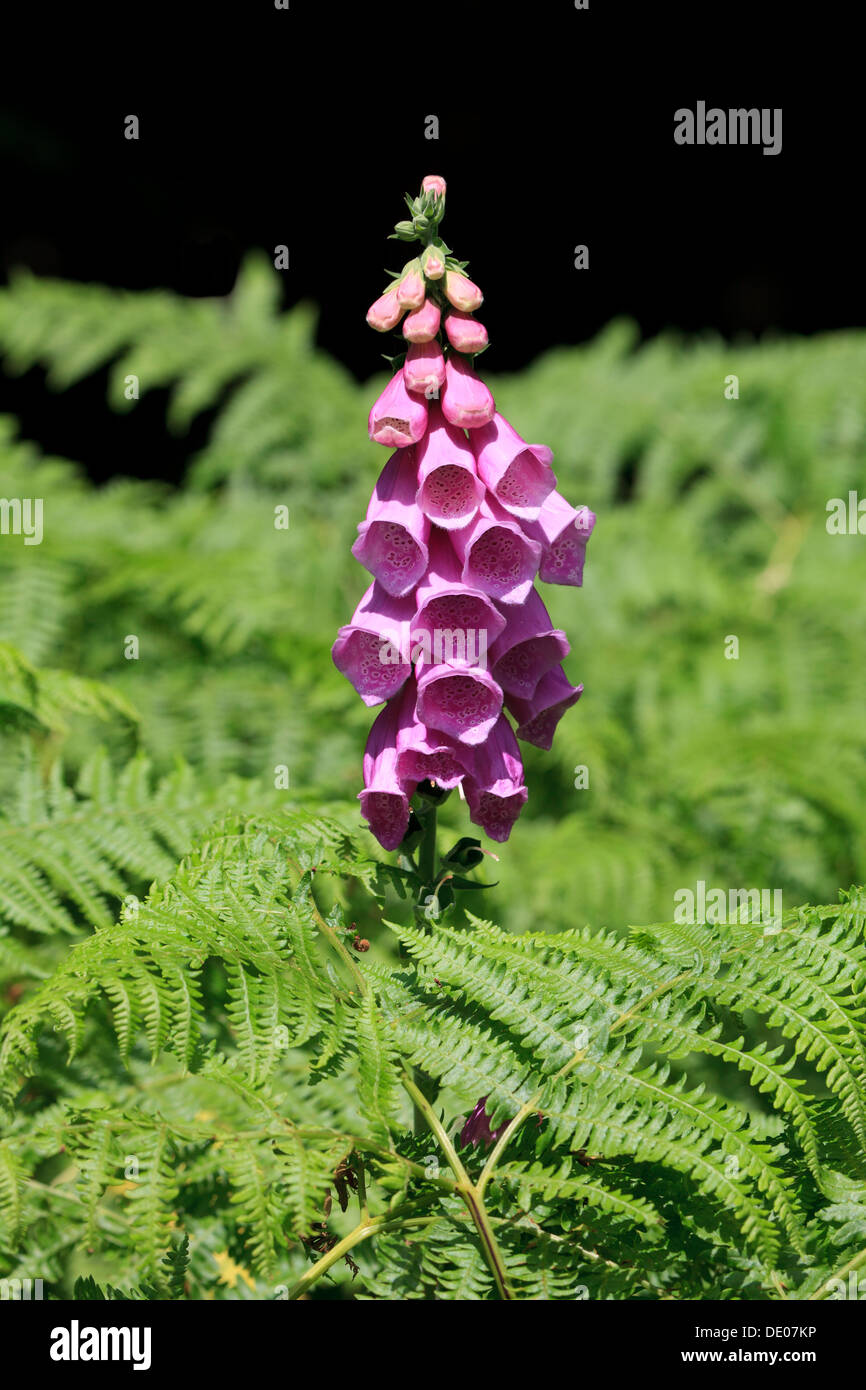 Una rosa foxglove o Digitalis (Digitalis purpurea) vicino al al Powerscourt cascate nella contea di Wicklow, Irlanda Foto Stock