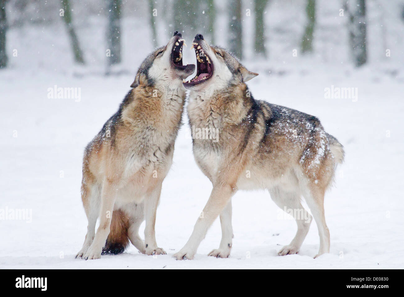 Due ululati lupo (Canis lupus) nella neve Foto Stock