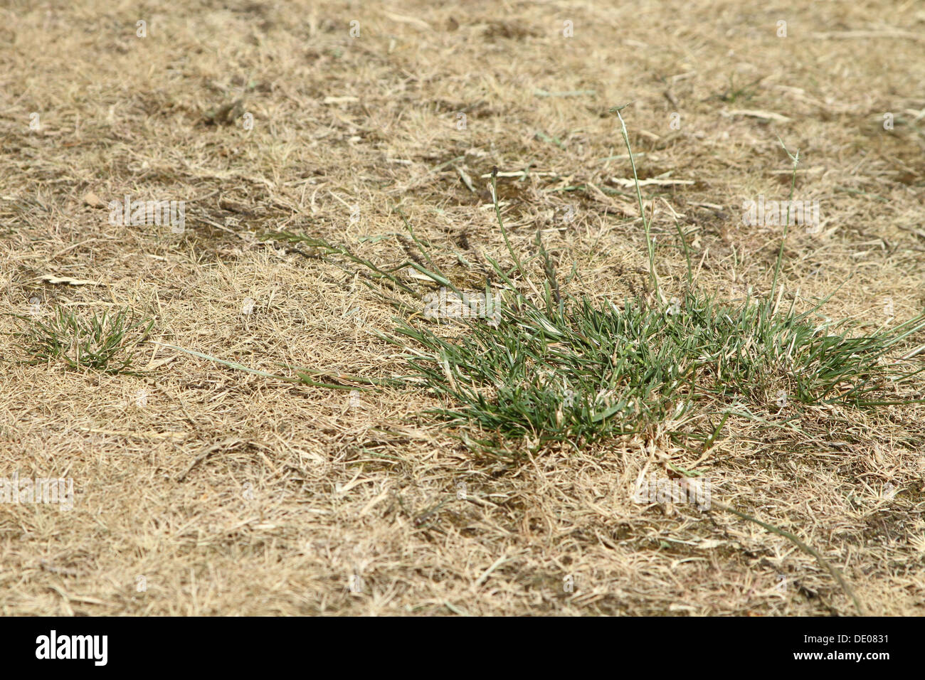 Erba bruciata Foto Stock